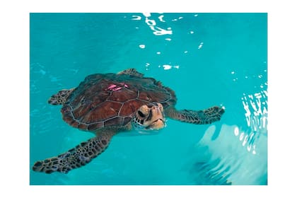 Las tortugas marinas son consideradas especies protegidas en China