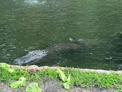 Las tortugas suelen subir a los caimanes para transportarse o para protegerse de otros depredadores