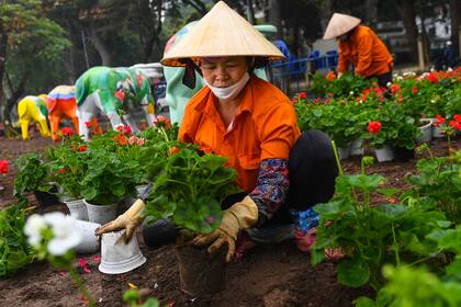 Las trabajadoras plantan flores a lo largo del lago Hoan Kiem en Hanoi el 1 de marzo de 2021