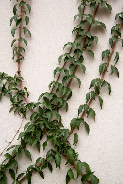 Las trepadoras tienen distintos métodos de adherencia y eso determina en que tipo de estructura funcionan mejor