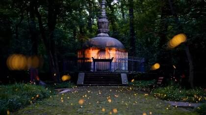 Las tribus de la India utilizaron hongos brillantes durante años para iluminar selvas densas