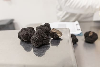 Las trufas, consideradas un diamante negro, son usadas en el menú