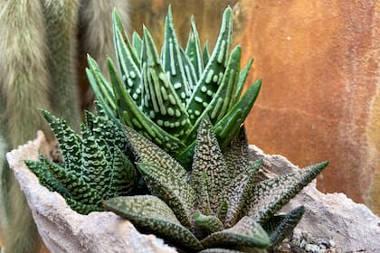 Las Tulista despliegan una geometría impecable, con hojas carnosas en forma de roseta que parecen esculpidas por un diseñador