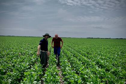 Las últimas estimaciones de rendimiento para soja hablan de una media nacional de 29 quintales por hectárea, producto de una telaraña de problemas conformada por sequía estival, temporales, demoras en la cosecha, etc