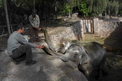 Las últimas horas de encierro de las elefantas en el foso de piedra