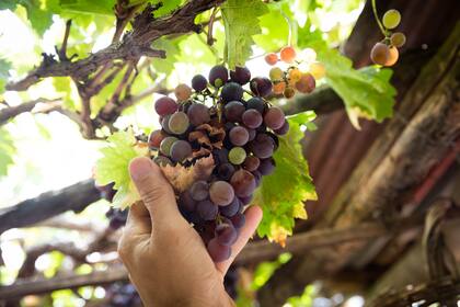 Las uva criollas: la estrella inesperada de la bodega El Bayeh.