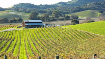 Las uvas de la bodega provienen de sus propios viñedos (seis en total) que se extienden por más de 100 mil hectáreas.