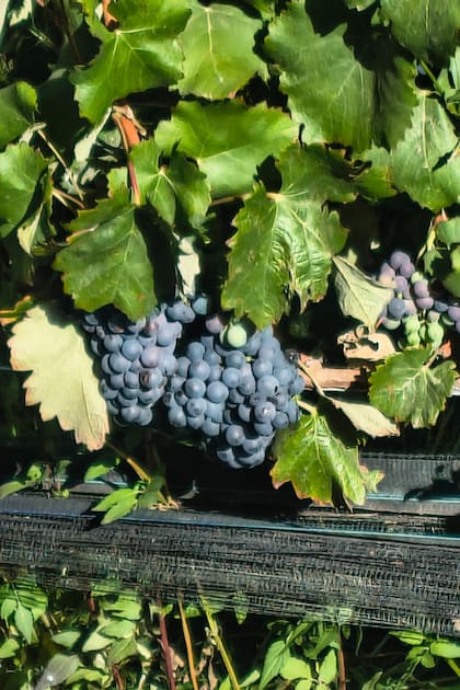 Las uvas de la región desarrollan una piel resistente por el sol fuerte y la amplitud térmica