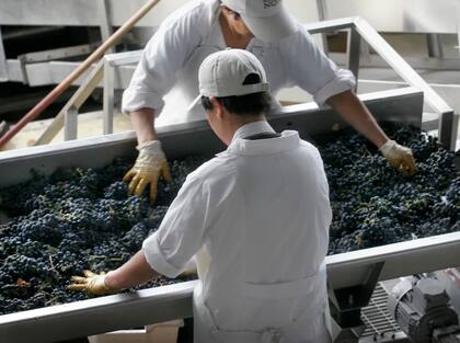 Las uvas en fresco registraron un crecimiento del 35% en cantidad de toneladas exportadas