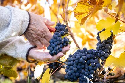 Las uvas y su calidad nutricional