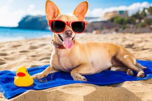 Las vacaciones de verano con mascotas pueden arruinarse en caso de cometer ciertos errores