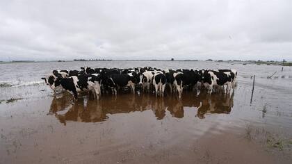 Las vacas de tambo, con graves problemas de producción por los anegamientos en General Villegas