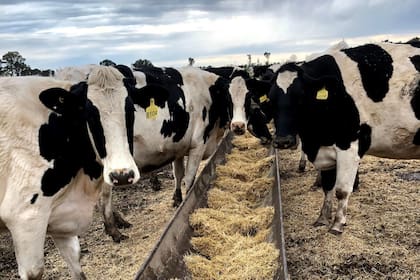 Las vacas del establecimiento en un comedero