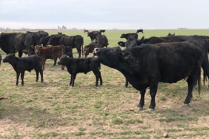 Las vacas están con un estado corporal de regular a malo