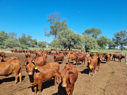 Las vacas infectadas con diarrea viral bovina presentan infertilidad, abortos y problemas respiratorios