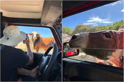 Las vacas, los burros y algunos toros, compañeros de ruta en el off road rumbo a Cabo Pulmo