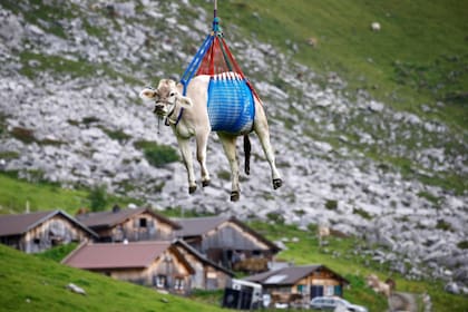 Las vacas suben a pastar a comienzos del verano en la región de Urner Boden y bajan cuando la estación se termina; las que están lesionadas, descienden en helicópteros