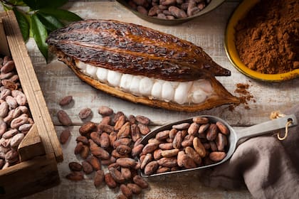 Las vainas de cacao concentran uno de los sabores más complejos de toda la naturaleza