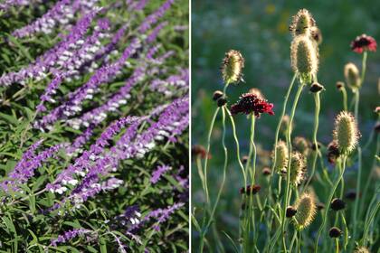 Las varas de salvias (izq.) deben cortarse una vez que sus flores están pasadas. A las escabiosas (der.) hay que arrancarlas cuando termina la época de floración; antes es importante cosechar sus semillas. 