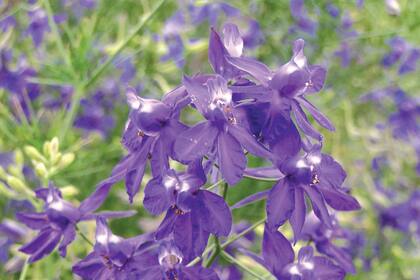 Las variedades altas de las Espuelas de Caballero necesitan tutores.