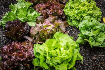 Las variedades de lechuga de hojas sueltas son más sensibles a las enfermedades (mantecosas y francesa). En cambio las arrepolladas son más resistentes.