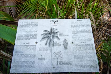 Las variedades de palmeras están marcadas a lo largo del recorrido del parque. Seis son endémicas de las Seychelles.