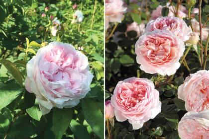 Las variedades ‘Juno’ (izquierda) y ‘Abraham Darby’ (derecha) son dos de las rosas preferidas por la dueña del jardín.