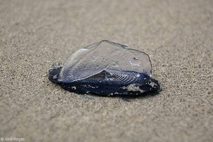 Las Velella velella son colonias de pequeños organismos que se agrupan para formar una estructura flotante