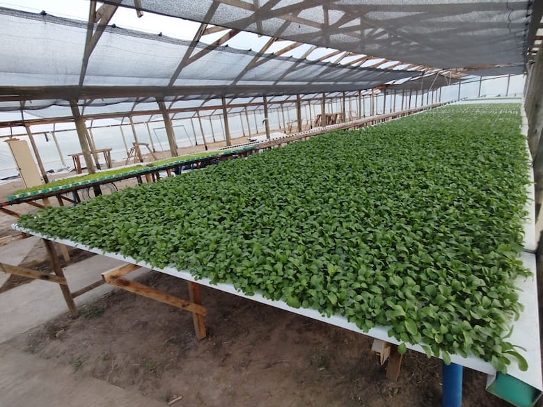 plantas