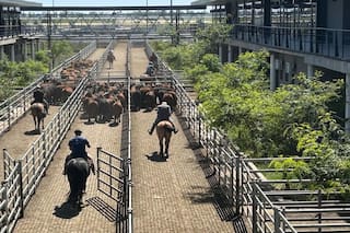 Cierre de semana en positivo en el Mercado Agroganadero de Cañuelas
