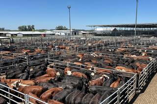 Cierre de semana en alza en el Mercado Agroganadero de Cañuelas