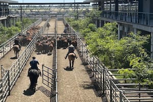 ingresaron 1042 vacunos al Mercado Agroganadero de Cañuelas
