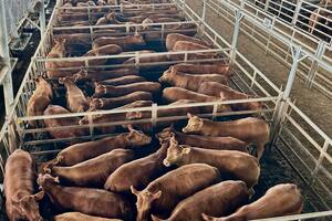Altibajos en el Mercado Agroganadero de Cañuelas