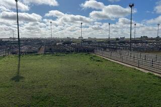 Comienzo de semana con altibajos en el Mercado Agroganadero de Cañuelas