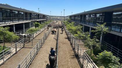 Las ventas se realizaron con plaza sostenida para los lotes generales, mientras que los lotes de calidad recibieron mayor competencia por parte de los compradores