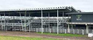 Ingresaron 314 vacunos al Mercado Agroganadero de Cañuelas