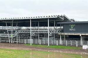 Ingresaron 314 vacunos al Mercado Agroganadero de Cañuelas