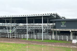 Ingresaron 314 vacunos al Mercado Agroganadero de Cañuelas