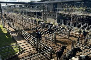 Demanda sostenida en el Mercado Agroganadero de Cañuelas