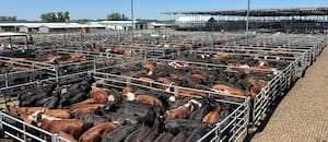 Cierre de semana en baja en el Mercado Agroganadero de Cañuelas