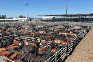 Cierre de semana en baja en el Mercado Agroganadero de Cañuelas