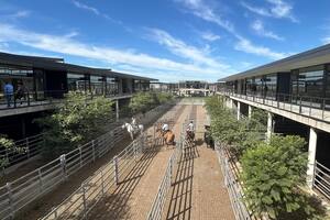 Las ventas tuvieron poca competencia por parte de los operadores de compra y valores con ganancias solo para los conjuntos de novillos