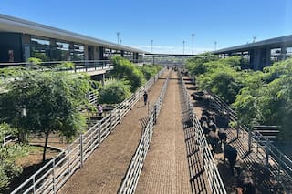 Cierre de mes con demanda tranquila y precios en baja en el Mercado Agroganadero de Cañuelas
