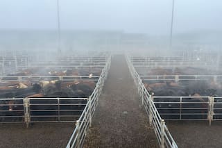 Mayor oferta y precios con altibajos en el Mercado Agroganadero de Cañuelas