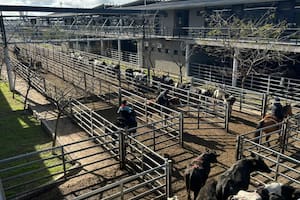 Escasa oferta en el Mercado Agroganadero de Cañuelas