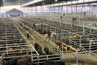Cierre de semana en positivo en el Mercado Agroganadero de Cañuelas