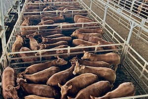 Oferta muy moderada y precios con altibajos en el Mercado Agroganadero de Cañuelas