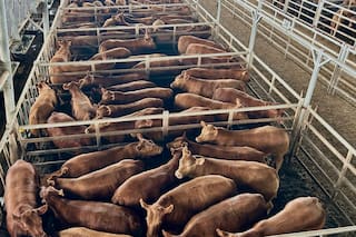Oferta muy moderada y precios con altibajos en el Mercado Agroganadero de Cañuelas