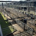 Oferta moderada y precios con altibajos en el Mercado Agroganadero de Cañuelas