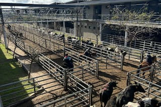 Oferta moderada y precios con altibajos en el Mercado Agroganadero de Cañuelas